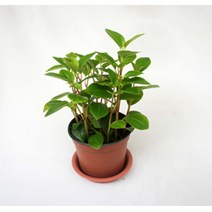 그린플랜트 공기정화식물 나비페페 1+1