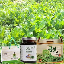 배도라지 곰보배추 즙 곰보배추 효능 먹는법 기관지 천식에 좋은음식, 2_곰보배추농축액(병) 240g