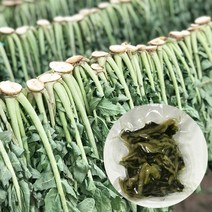 강원도 양구 무우청 삶은 시래기 300g x 9팩 펀치볼 나물, 단품