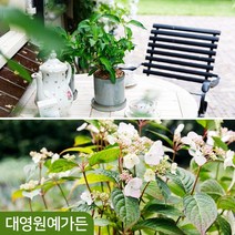 차수국 하이드랜티아 여름꽃 정원수 산수국, 차수국 DT포트, 1개