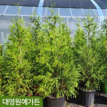 [차량/착불] 그린자이언트 키150cm 울타리 크리스마스트리 정원수 측백나무 싸이프러스, 키150cm내외 (포트제외)