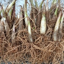 울릉도 얼룩 산마늘 명이나물 5년생 종근(모종)30촉 - 으뜸산채 산나물 산야초 야생화