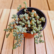 하트가 줄줄이 달린 원종벽어연 키우기 다육식물30-1 랜덤발송, 단품