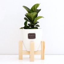 아침향기 실내공기정화식물 세라믹 원형화분 화이트, 1개, (세라믹화분) 떡갈고무나무