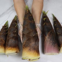 아삭아삭 부드러운 대나무의 어린순 생죽순 삶은죽순 1kg 5kg 10kg, 생죽순5kg