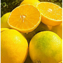 새벽농장 새콤달콤함과 진한 향기를 머금은 제주 황금향 선물용 2kg 3kg 5kg, 특대과5kg(8-16과)