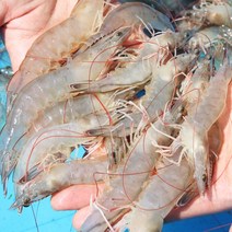[바다담음] 산지직송 생물 신안 왕 새우 1kg(30~40미 내외), 1개