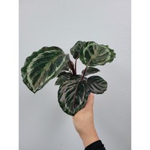 국민칼라데아 메달리온 칼라데아 소품 15~25cm58