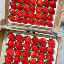 산지직송 프리미엄 논산 생 왕 죽향 딸기800g 1kg 1.6kg 2kg, 죽향2kg(특)