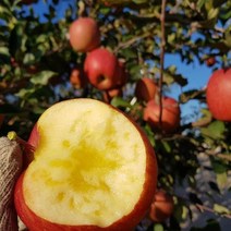 [은하수농장] 가정용 꿀사과 특가판매, 10.가정용흠과 사과 5KG / 중과, 1박스