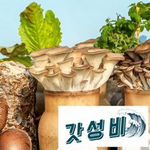 [더테이블] 버섯키우기 표고 버섯