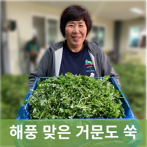 [신진농산] 100% 국산 노지재배 자연이 키운, 거문도 쑥 1kg, 1박스