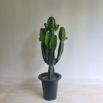 청하각 공기정화식물 온누리농원, 1개