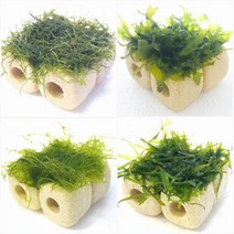 3x3 물미역리시아나자스말타누키모 초보음성수초키우기, 4번 나자스말수초활착 놀이터