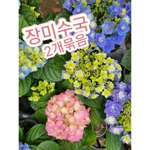 장미수국 별수국 겹 2개묶음/수국의 대표적인 꽃말은 소녀의 꿈