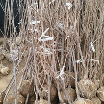 감나무(단감) 5년생 결실주 1주, 본상품선택