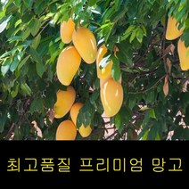 애플망고 냉동망고 500G 골드망고 생망고 망고 생망고, 냉동망고500G