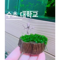수초대학교 절단유목 물미역모스활착 피규어활착 모스활착 어항장식 새우놀이터 물고기쉼터, 미부착