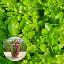 컵수초 워터 바코바 수초키우기