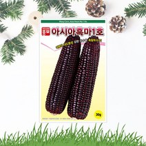 흑마1호옥수수 씨앗 30g 흑찰옥수수 다수확 종자