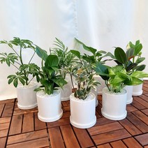 ﻿데일리가든 집들이 화분 선물 소형 공기정화식물 + 화이트 세라믹 화기 4P 6P 8P 세트, 6P 랜덤 세트