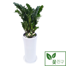 꽃친구 금전수 돈나무 승진 개업 축하 집들이 사무실 화분 전국 당일배송