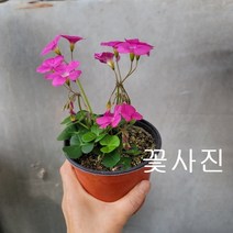 땅콩사랑초30