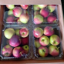 국내산 햇 루비에스 미니사과 3kg(750gx4팩) 미니부사 산지직송, 소풍3kg 특품