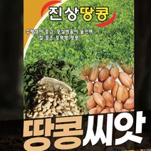 땅콩 씨앗 종자 흰땅콩 진상땅콩 30g