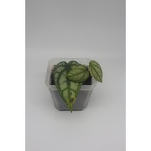 실바티쿰 파이퍼 - 희귀식물 정글플랜츠 관엽식물 동동플랜츠