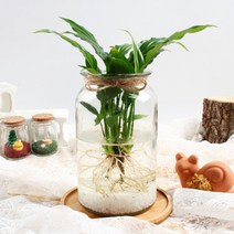 [바보사랑] 미미네가든 자동급수 싱고니움 화분 키우기세트, 상세 설명 참조, 상세 설명 참조