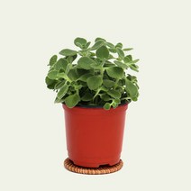 허브 식용 식물 모종 마이플랜트, 10.장미허브