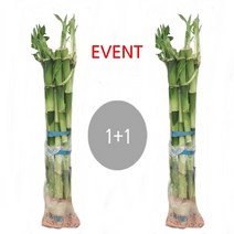 도도팜 1+1 개운죽 40cm (20ea) 수경식물 공기정화 습도조절