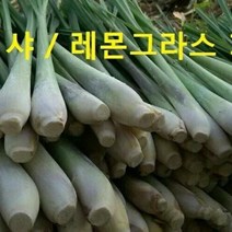태국향신식품 태국 레몬그라스 다까이 샤 태국샤 500g Lemongrass worldfood, 레몬그라스(Lemongrass)500g