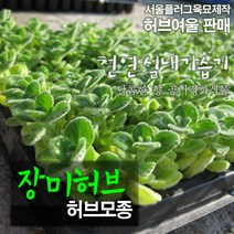 장미허브(Vicks Plant 공기정화/천연가습) 허브모종, 10개