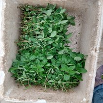 동남아야채 라우텀 민트 1KG, 상세페이지 참조2