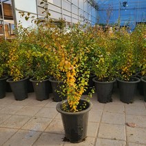 [꽃나무] 장미조팝나무 화분(직경 21cm) 묘목