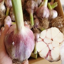 햇마늘 서산마늘 대서마늘 산지직송 마늘 반접 한접 3kg 5kg 10kg, 대