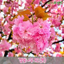 착한가격나무생각 겹벚나무 R2(개화주)