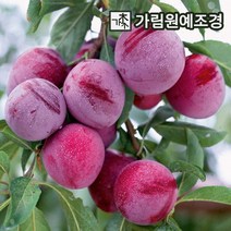자두나무 결실주 대왕자두 푸룬 흑자두 바이오체리 추휘 유실수 가림원예조경, 대왕자두 접목1년특묘(2개세트)