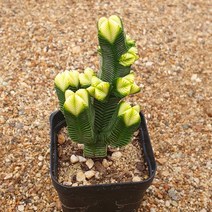 [다육식물]피라미달라스(대형종) 약