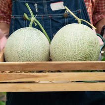 영화청과 특급 멜론 10kg 가격 허니듀 머스크 시세, 쿠팡 1, 쿠팡 본상품선택