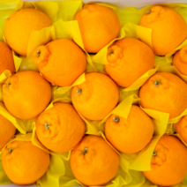 ( 산지직송 ) 제주도 산지직송 한라봉 백화점 납품용 선물세트, 중대과 선물용 2kg