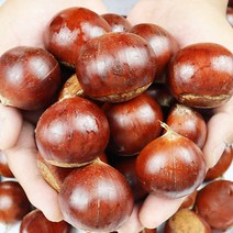 공주 정안 옥광 햇 밤 고소함 생밤 산지직송, 1박스, 옥광중 4Kg