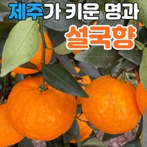 (최상품) 제주 설국향 당도선별 신품종 설국향 설국 수라향 신비향 아스미 아스키 설국향귤 설국향감귤 설국향과일 신비향귤 신비향감귤 전참시 콩포트 3kg 5kg 10kg, (3) 설국향 가정용 10kg