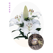 백합 구근2구 퍼시픽오션 알뿌리 봄꽃 여름꽃 절화