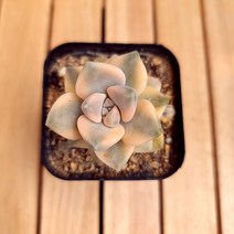 살구미인금 키우기 쉬운 다육식물1-30 랜덤발송, 단품, 1개
