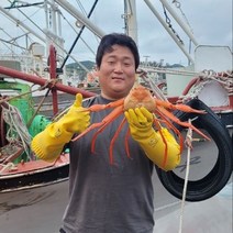 연지홍게 3kg 5kg 다리수율 80%이상 찜 당일발송 포항 구룡포 대게 자숙 수율보장, 박달홍게 프리미엄 수율보장 5kg, 1개