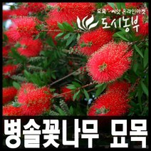 병솔꽃나무/ 병솔나무 묘목/ 6치화분/키80cm화분 판매, 키 80cm 화분