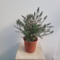 무배특가 플랜테리어 거실화분 호주매화 중대품 야생화 35-50cm 189